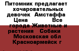 Питомник предлагает 2-хочаровательных девочек  Амстаффа › Цена ­ 25 000 - Все города Животные и растения » Собаки   . Московская обл.,Красноармейск г.